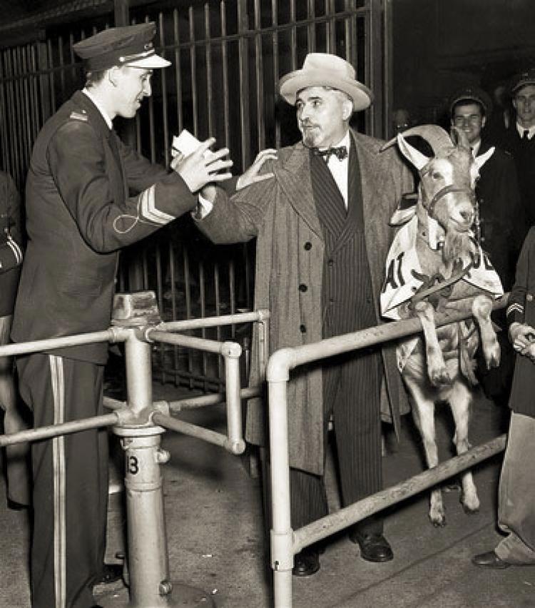 Curs of the Billy Goat